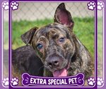 Tuna - Female Holland Shepherd-Mountain Cur Mix Dog for Adoption - Small photo