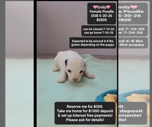 Poodle (Toy) Puppy for sale in TUCSON, AZ, USA