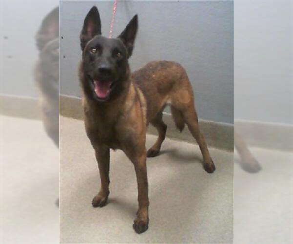 Medium Photo #1 Mutt Puppy For Sale in Las Vegas, NV, USA