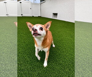 Charley - Male Chihuahua-Unknown Mix Dog for Adoption - Photo #8