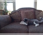 Small Photo #6 Siberian Husky Puppy For Sale in WESTCLIFFE, CO, USA