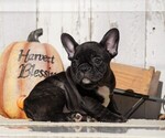 Small Photo #4 Faux Frenchbo Bulldog Puppy For Sale in FREDERICKSBG, OH, USA