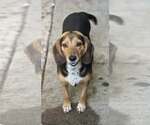 Small #1 Beagle Mix