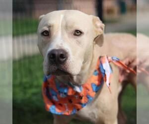 American Staffordshire Terrier-Unknown Mix Dogs for adoption in San Antonio, TX, USA