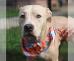 Small American Staffordshire Terrier Mix