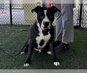 American Pit Bull Terrier Dogs for adoption in Tavares, FL, USA