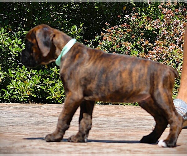 Medium Photo #10 Boxer Puppy For Sale in MAYSVILLE, GA, USA