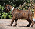 Small #9 Boxer