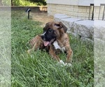 Small Photo #4 Boxer Puppy For Sale in GREENFIELD, IN, USA