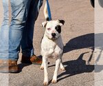 Small #4 American Staffordshire Terrier-Border Collie Mix