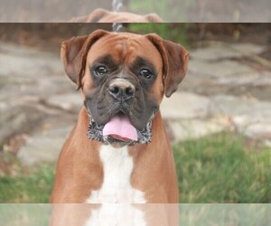Father of the Boxer puppies born on 07/21/2025