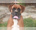 Small Photo #1 Boxer Puppy For Sale in SHIPSHEWANA, IN, USA