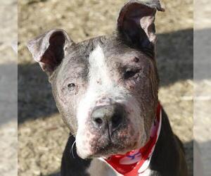 American Staffordshire Terrier-Unknown Mix Dogs for adoption in San Antonio, TX, USA