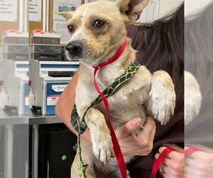 Chihuahua-Unknown Mix Dogs for adoption in San Bernardino, CA, USA