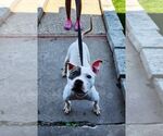 Small #3 American Staffordshire Terrier Mix