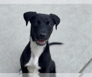 Labrador Retriever-Unknown Mix Dogs for adoption in Tulsa, OK, USA