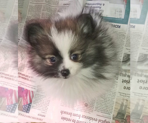 Pomeranian Puppy for sale in SPOTSYLVANIA, VA, USA
