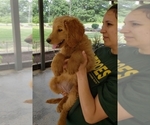 Small Photo #7 Goldendoodle Puppy For Sale in CLARKSVILLE, TX, USA