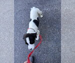 Small #3 Pointer-Saint Bernard Mix