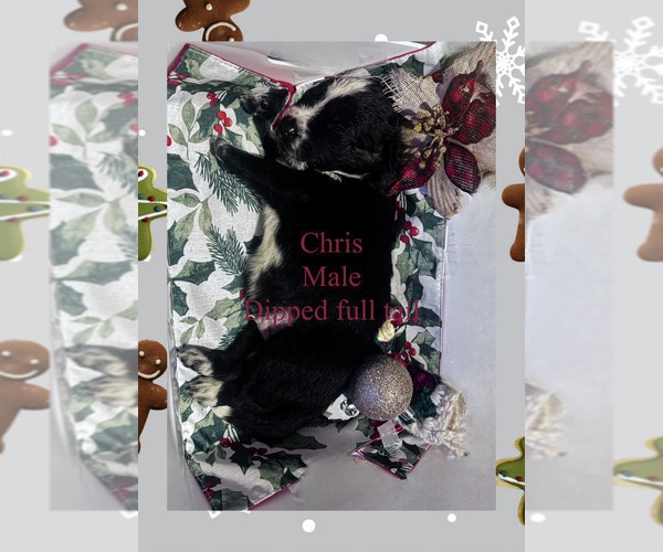 Medium Photo #4 Border-Aussie Puppy For Sale in ROY, UT, USA