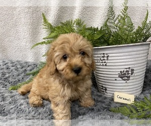 Bernedoodle-Poodle (Miniature) Mix Puppy for sale in DENVER, PA, USA