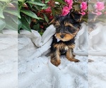 Small #1 Yorkshire Terrier