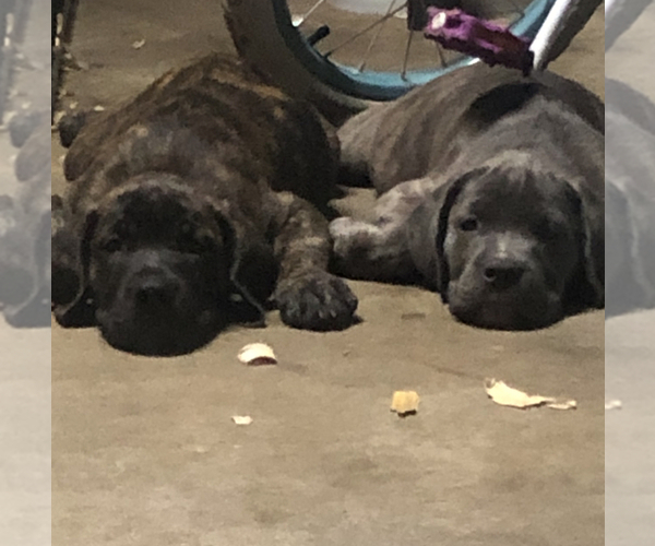 Medium Photo #1 Cane Corso Puppy For Sale in INDIANAPOLIS, IN, USA