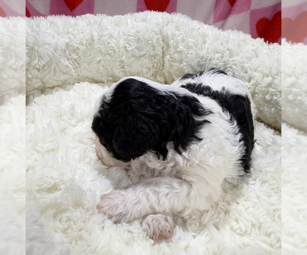 Medium Photo #3 Havapoo Puppy For Sale in GUTHRIE, KY, USA