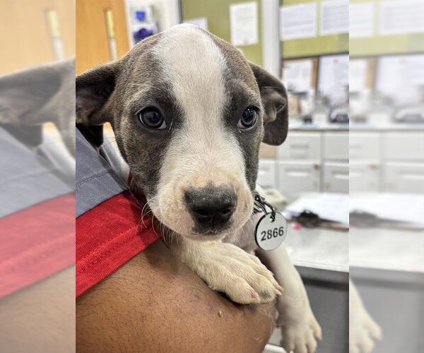 Medium Photo #1 Mutt Puppy For Sale in Forestville, MD, USA