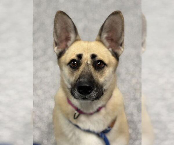 Medium Photo #1 German Shepherd Dog-Unknown Mix Puppy For Sale in Westminster, MD, USA