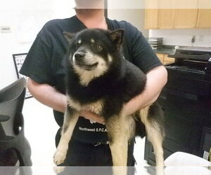 Pomeranian-Unknown Mix Dogs for adoption in Oroville, CA, USA
