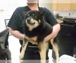 Small Pomeranian Mix