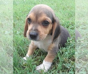 Beagle Puppy for sale in MOUNT PLEASANT, SC, USA