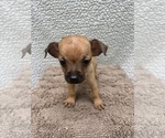 Small #5 Chiweenie-Jack Russell Terrier Mix