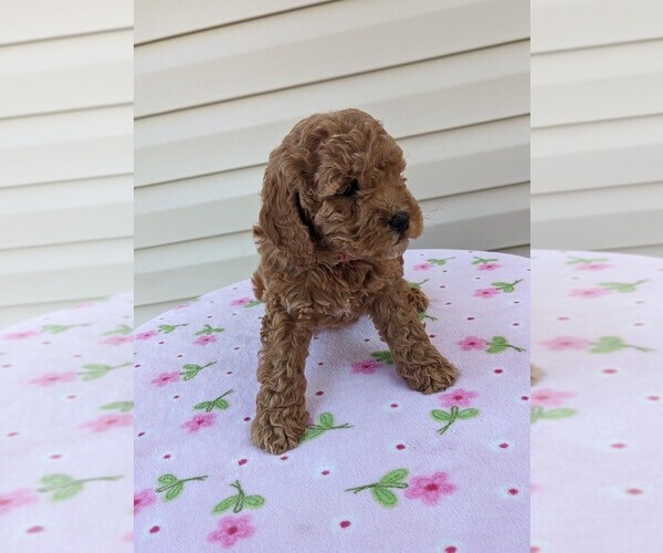 Medium Photo #1 Cockapoo Puppy For Sale in DUNNVILLE, KY, USA