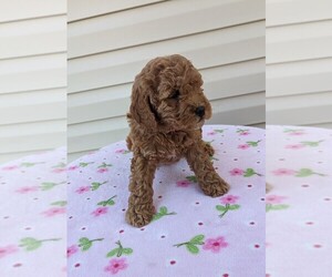 Cockapoo Puppy for Sale in DUNNVILLE, Kentucky USA