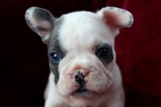 French Bulldog Puppy for sale in BAKER, FL, USA