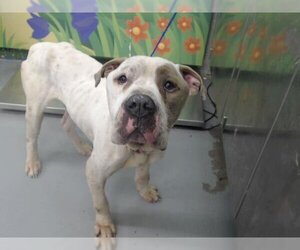 American Bulldog-Unknown Mix Dogs for adoption in Waco, TX, USA