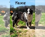 Small Photo #1 Miniature Australian Shepherd Puppy For Sale in TERRELL, TX, USA
