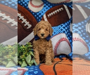 Poodle (Miniature) Puppy for Sale in EPHRATA, Pennsylvania USA