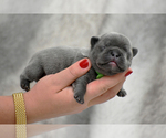 Small Photo #4 French Bulldog Puppy For Sale in ALPHARETTA, GA, USA