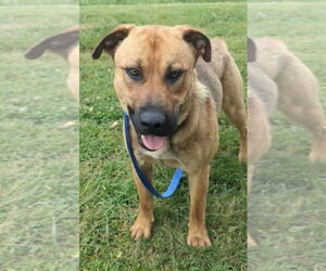 Black Mouth Cur-Labrador Retriever Mix Dogs for adoption in Newfoundland, PA, USA