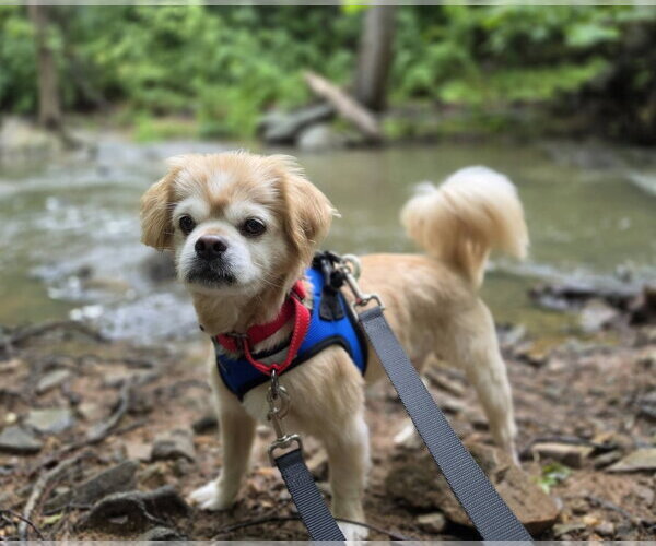 Medium Photo #2 Pekingese Puppy For Sale in Arlington, VA, USA