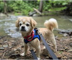 Small #1 Pekingese