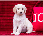 Puppy 5 Goldendoodle-Poodle (Standard) Mix