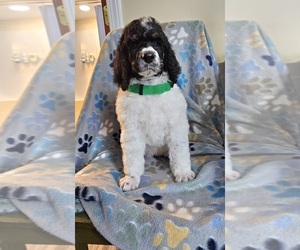 Medium Poodle (Standard)