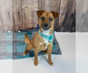 Weston - Male Mutt Dog for Adoption - Photo #6