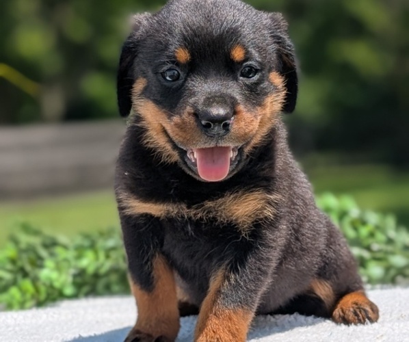 Medium Photo #2 Rottweiler Puppy For Sale in GOSHEN, IN, USA