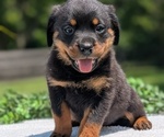 Small #1 Rottweiler