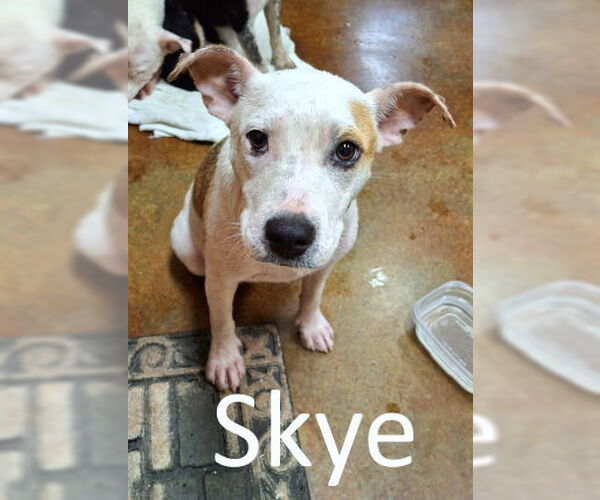 Medium Photo #6 Staffordshire Bull Terrier-Unknown Mix Puppy For Sale in Mountain View, AR, USA